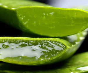L'aloe vera en plus d'être apaisant, fait partie des actifs hydratants de la cosmétique depuis plusieurs années. Il a un pouvoir astringent qui convient aux peaux grasses et fait un teint de rêve.
