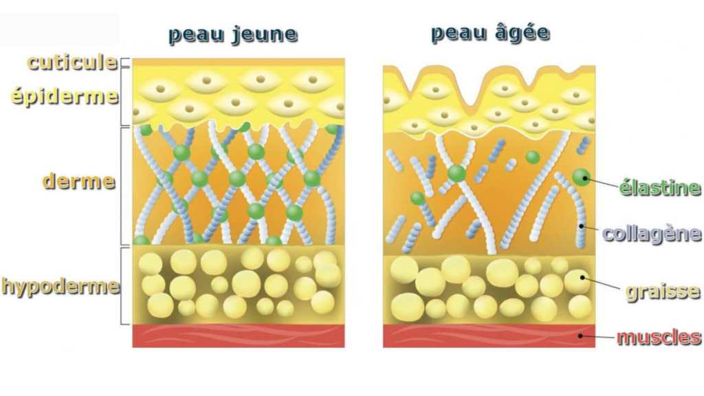 Collagène et élastine